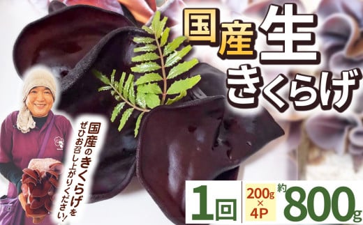 【期間限定】生きくらげ 200g×4P ともちゃん農園 | きくらげ 生きくらげ 食物繊維 鉄分 カルシウム ビタミンD カリウム アミノ酸 低カロリー ダイエット中でも安心 高血圧予防 ふるさと 納税 栃木県 那珂川町 送料無料 2098689 - 栃木県那珂川町