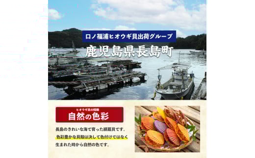 令和7年11月より順次発送予定》＜期間・数量限定＞長島特産