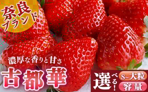 [選べる内容量]平群の古都華 S〜2Lサイズ 阪野農園 | 果物 くだもの フルーツ 苺 イチゴ いちご ストロベリー 古都華 ことか 旬の品種 産地直送 奈良県 平群町