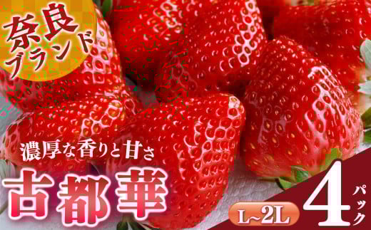 【選べる内容量】平群の古都華 L～2Lサイズ （2パック 2ケース）計4パック 阪野農園 | 果物 くだもの フルーツ 苺 イチゴ いちご ストロベリー 古都華 ことか 旬の品種 産地直送 奈良県 平群町