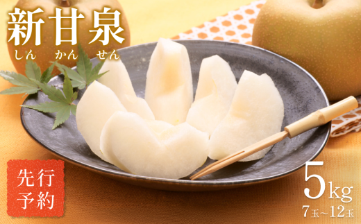 【先行予約】中野農園 梨 ”新甘泉” 5kg箱|鳥取 岩美 梨 なし ナシ 赤梨 果物 フルーツ【41021】 2093419 - 鳥取県岩美町
