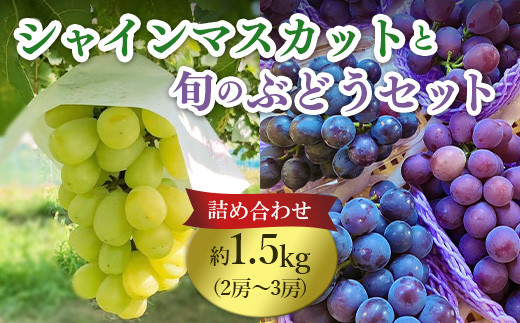 632 旬のぶどう詰め合わせ1.5kg(シャインマスカットと旬のぶどうセット)【奥谷農園】