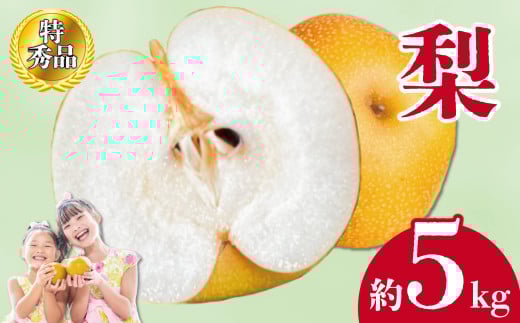 【2025年8月中旬より順次発送】先行予約 梨 特秀品 約5kg 丸亀産 ナシ 果物 フルーツ 果肉 果汁 季節 甘い デザート アイス シャーベット ジェラート ジャム ジュース 食物繊維 健康 美容 ふるさと納税 梨 フルーツ 香川県 丸亀市 くだもの畑 PonPon  797481 - 香川県丸亀市