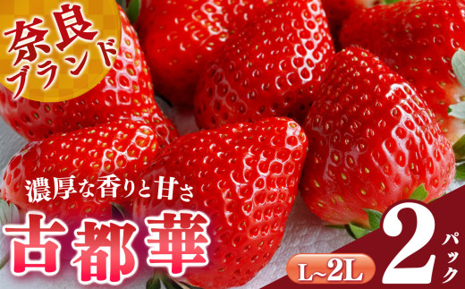 【選べる内容量】平群の古都華 L～2Lサイズ （2パック 1ケース）計2パック 阪野農園 | 果物 くだもの フルーツ 苺 イチゴ いちご ストロベリー 古都華 ことか 旬の品種 産地直送 奈良県 平群町 1065489 - 奈良県平群町