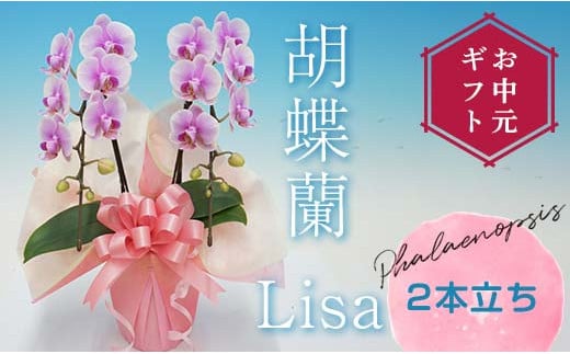 【お中元ギフト】 胡蝶蘭 Lisa 2本立ち ミディ 胡蝶蘭 こちょうらん コチョウラン お中元 お花 贈り物 プレゼント ギフト フラワーギフト F21E-412 2152074 - 群馬県富岡市