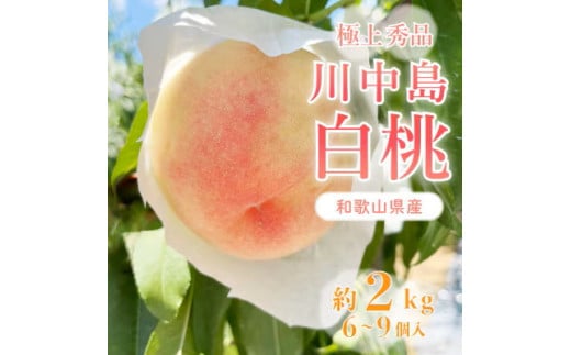桃先行受付!　【川中島白桃】　(大玉特秀品)　約2kg　6～9個入　こだわり農家厳選! ※2025年8月上旬～8月下旬頃より順次発送予定 ※離島への配送不可