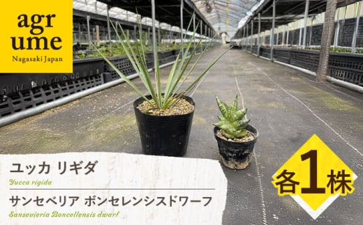 ユッカ リギダ ＆ サンセベリア ボンセレンシスドワーフ 各1株 Yucca rigida ＆ sansevieria boncellensis dwarf 長与町/アグリューム　 [EAI220] 2141000 - 長崎県長与町
