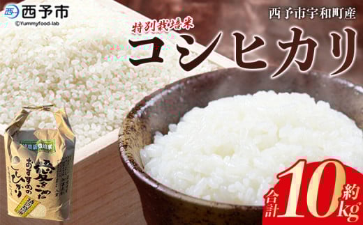令和7年産 西予市宇和町産 特別栽培米 コシヒカリ 10kg 222322 - 愛媛県西予市