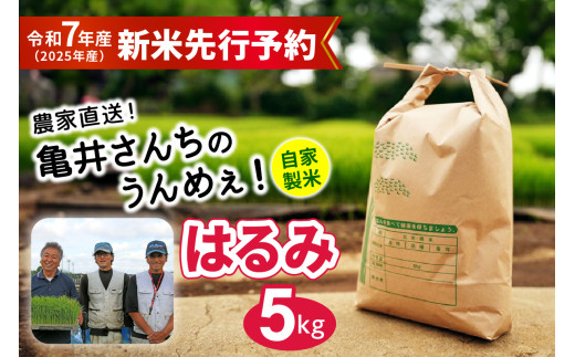 新米 [令和7年産] 伊勢原産 精米 5kg はるみ 農家直送！亀井さんちのうんめぇ！自家製米｜お米 おこめ コメ 白米 神奈川 伊勢原 ブランド米 2025年 産地直送 先行予約 予約受付 [0317] 2143834 - 神奈川県伊勢原市