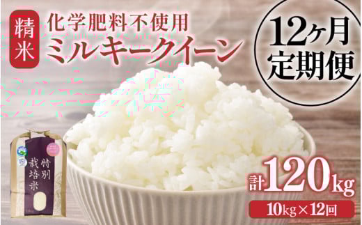 【先行予約】【令和7年産】定期便 ≪12ヶ月連続お届け≫  化学肥料不使用 特別栽培米 ミルキークイーン 精米 10kg × 12回（合計120kg） / 白米 米 福井県あわら市産 美味しい 特別栽培米 減農薬 安心な米 旨味 甘み もっちり 冷蔵保管米 ※2025年10月上旬より順次発送 [aw010-p003]