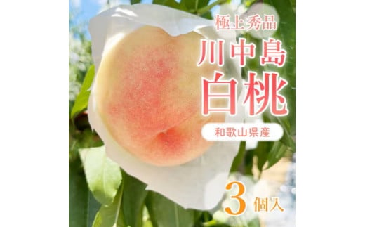 桃先行受付!　【川中島白桃】大玉特秀品　食べきりやすい3個入り　こだわり農家厳選! ※2025年8月上旬～8月下旬頃より順次発送予定 ※離島への配送不可