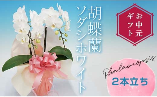 【お中元ギフト】 胡蝶蘭 ソダシホワイト 2本立ち ミディ 胡蝶蘭 こちょうらん コチョウラン お中元 お花 贈り物 プレゼント ギフト フラワーギフト F21E-413