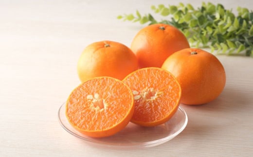 【先行予約】【数量限定】＼農園直送／愛媛県産せとか3kg×1箱（2026年2月下旬より順次発送） 【 ふるさと納税 人気 おすすめ ランキング 柑橘 みかん ミカン 蜜柑 せとか 果物 フルーツ 柑橘の大トロ 農園直送 産地直送 岡市農園 愛媛県産 愛媛県 伊方町 送料無料 】IKTV007