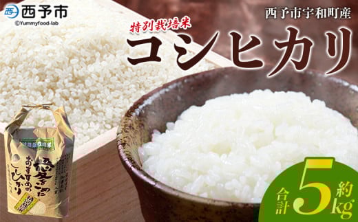 令和7年産 西予市宇和町産 特別栽培米 コシヒカリ 5kg 222313 - 愛媛県西予市