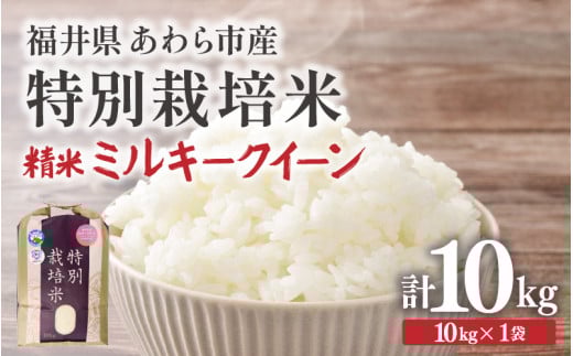 【先行予約】【令和7年産】化学肥料不使用 特別栽培米 ミルキークイーン 精米 10kg × 1袋 / 白米 米 福井県あわら市産 美味しい 特別栽培米 減農薬 安心な米 旨味 甘み もっちり 冷蔵保管米 ※2025年9月下旬より順次発送 [aw010-b006] 2154102 - 福井県あわら市