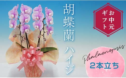 【お中元ギフト】 胡蝶蘭 ハイジ 2本立ち ミディ 胡蝶蘭 こちょうらん コチョウラン お中元 お花 贈り物 プレゼント ギフト フラワーギフト F21E-414