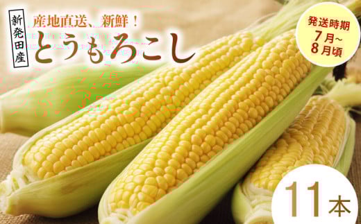 とうもろこし 11本 新潟県 新発田市 とうもろこし セット 先行予約 朝採れ スイートコーン ゴールドラッシュ 数量限定 新潟 新発田 seida026