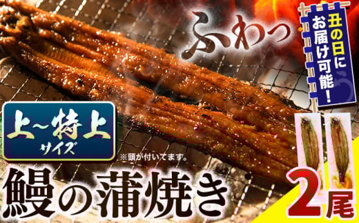 [ 土用の丑の日予約受付中! ] うなぎ 国産 鰻の蒲焼 2尾 上〜特上サイズ [7月上旬-7月中旬頃出荷]| うなぎ 蒲焼 国産 うなぎ 小分け うなぎ 国産 うなぎ 父の日 うなぎ 母の日ギフト うなぎ 簡易包装 送料無料 徳島県 上板町