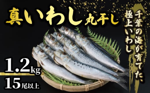 ＼最短7営業日以内発送／ いわし 丸干し 約 1.2kg 15尾以上 国産 千葉県産 真いわし 真鰯 イワシ スピード発送 冷凍 鰯 簡単調理 手軽 料理 和食 おすすめ ご飯 の お供 おかず 惣菜 お弁当 おつまみ 珍味 酒 ビール 日本酒 焼酎 に合う 夕食 食卓 人気 魚 海鮮 水産 水産加工品 千葉県 旭市 有限会社井上商店 ius002