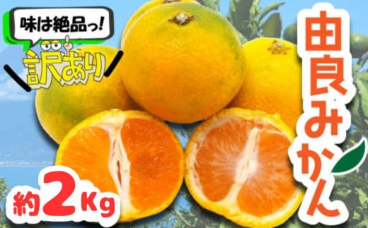 訳あり 由良 みかん 約2kg ( みかん 果物 由良 みかん フルーツ 西浦 みかん 柑橘 オレンジ 国産 ゆら ) 1418656 - 静岡県沼津市