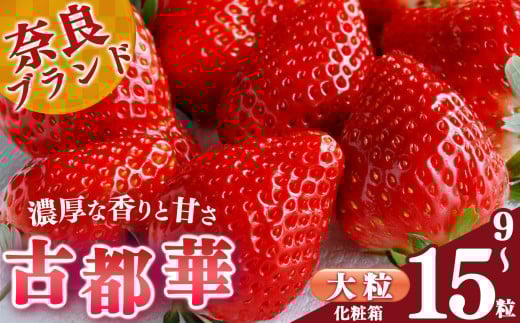 【選べる内容量】【贈答】平群の古都華 化粧箱入り 大粒 9～15粒 阪野農園 | 果物 くだもの フルーツ 苺 イチゴ いちご ストロベリー 古都華 ことか 旬の品種 産地直送 奈良県 平群町