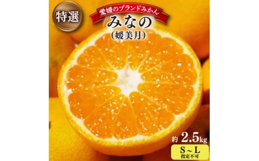 ＜2025年11月以降発送＞みなの共選の特選「みなの(旧:媛美月)」約2.5kg＜C28-36＞【1334191】 419596 - 愛媛県八幡浜市