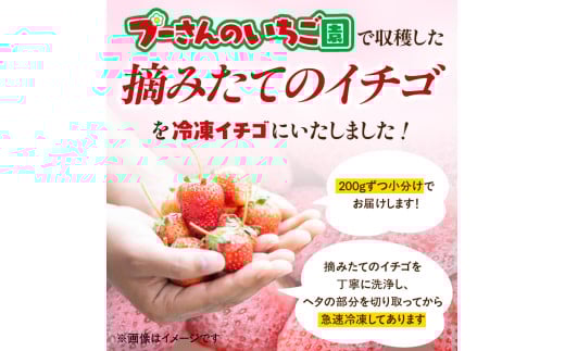 福岡県八女市のふるさと納税 【急速冷凍イチゴ】食べ比べセット★グラニュー糖「なし」★｜1キロ 冷凍いちご