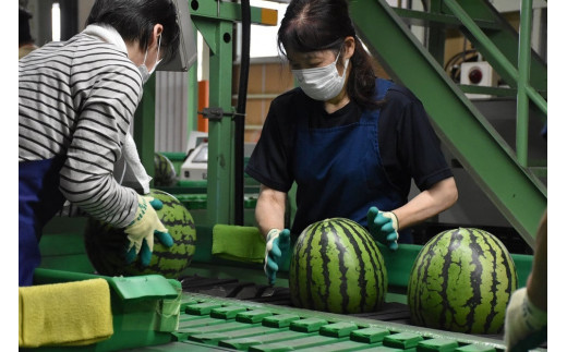 石川県金沢市のふるさと納税 【2025年】金沢すいか（大玉すいか）1玉 8kg以上 JA金沢市 すいか スイカ 西瓜 フルーツ 果物 石川 金沢 加賀百万石 加賀 百万石 北陸 北陸復興 北陸支援