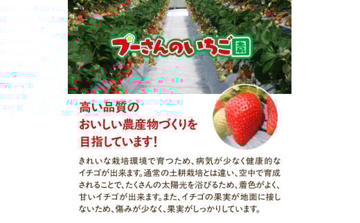 福岡県八女市のふるさと納税 【急速冷凍イチゴ】食べ比べセット★グラニュー糖「なし」★｜1キロ 冷凍いちご