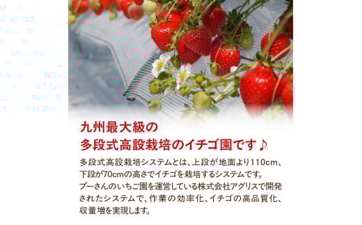 福岡県八女市のふるさと納税 【急速冷凍イチゴ】食べ比べセット★グラニュー糖「なし」★｜1キロ 冷凍いちご