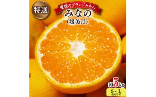 ＜2025年11月以降発送＞みなの共選・特選「みなの(旧:媛美月)」約5kg＜D28-1＞【1044600】 393993 - 愛媛県八幡浜市