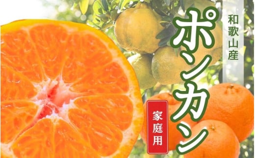 【先行予約】＜1月より発送＞ 家庭用ポンカン7.5kg+250g（傷み補償分） 訳あり わけあり 光センサー選別【ikd218】