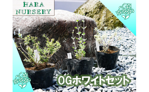 BS181_OGホワイトセット 花 苗 植物 家庭菜園 花壇 プランター ガーデニング