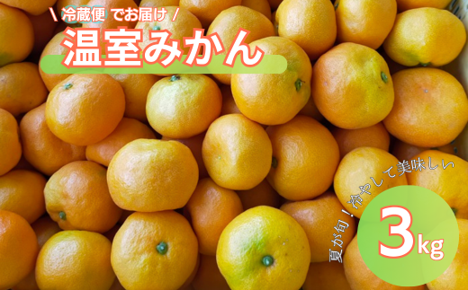 みかん 愛媛 温室みかん 3kg 【7月中旬から順次発送予定】 先行予約 冷蔵便 池の久保 数量限定 柑橘 伊予市 | B434