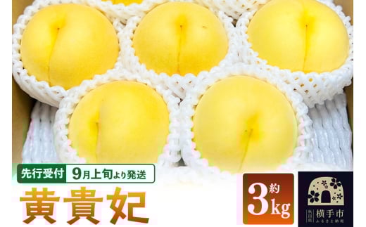 【先行受付】9月上旬より発送 黄貴妃 約3kg モモ もも 黄色桃 2142446 - 秋田県横手市