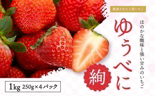 【絢】 いちご 約1kg （約250g×4） ゆうべに 苺 【絢音ベリー農園】 厳選 希少 【2026年3月上旬～4月下旬迄発送予定】 イチゴ 果物 果実 フルーツ 熊本県産 国産 九州 熊本県 熊本市 冷蔵