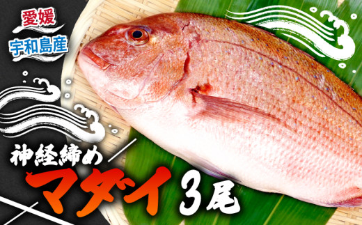 真鯛 3尾 宇和海産 神経締め こもこもShop 神経〆 まるごと 海の鯛陽 鯛 マダイ タイ 養殖 刺身 お刺身 お刺し身 刺し身 人気 鯛めし 鯛茶漬け 鯛しゃぶ 塩焼き 煮付け アレンジ 新鮮 冷蔵 国産 愛媛 宇和島 D035-186005 2187396 - 愛媛県宇和島市