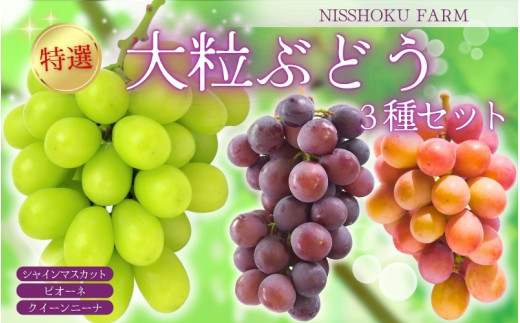 C-10.NISSHOKU FARM 特選 大粒ぶどう3種セット(シャインマスカット入り)岡山 345308 - 岡山県真庭市