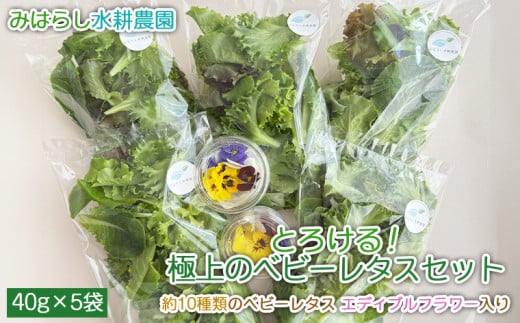 とろける！極上のベビーレタスセット 約10種類のベビーレタス エディブルフラワー入り 山形市みはらしの丘 自家栽培 高級ベビーレタス アクアポニックス 農薬不使用 日持ち 安心安全  FY25-190