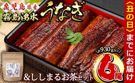 【丑の日までに配送】霧島湧水鰻6尾＆ししまるお茶セット 霧島湧水鰻(156g以上×6尾)＆緑茶ティーバッグ(3g×6個) 鹿児島県産 うなぎ ウナギ たれ タレ さんしょう 山椒 セット 緑茶 お茶 うな重 c8-031-us