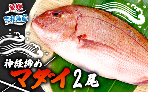 真鯛 2尾 宇和海産 神経締め こもこもShop 神経〆 まるごと 海の鯛陽 鯛 マダイ タイ 養殖 刺身 お刺身 お刺し身 刺し身 人気 鯛めし 鯛茶漬け 鯛しゃぶ 塩焼き 煮付け アレンジ 新鮮 冷蔵 国産 愛媛 宇和島 D024-186004 2187395 - 愛媛県宇和島市