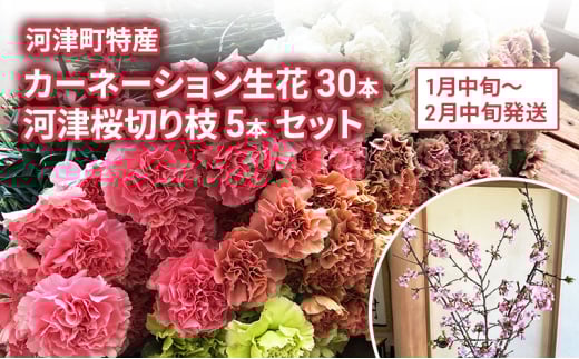 河津町特産 カーネーション 30本 河津桜 5本 生花 切り枝セット 1月中旬～2月中旬発送[№5227-0528]