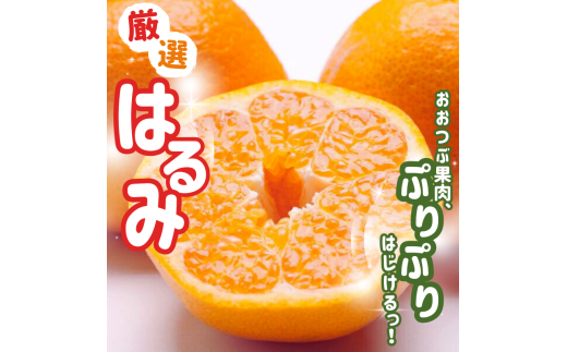 【先行予約】＜2月より発送＞ 厳選はるみ10kg+250g（傷み補償分）デコポンの姉妹品種 新食感春みかん 【ikd227】
