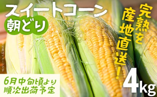 スイートコーン 朝どり 4kg 【期間限定】 6月中旬頃より順次出荷予定 朝採り 朝採れ 完熟 農家直送 産地直送 とうもろこし トウモロコシ あまい 福岡県 福岡 九州 グルメ お取り寄せ ※北海道・沖縄・離島は配送不可