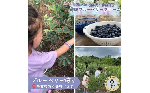 ブルーベリー狩りチケット 2名分 1時間食べ放題 千葉県酒々井町 自然栽培 国産ブルーベリー ブルーベリー