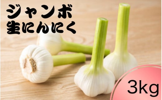 令和７年度産 秘境の地からお届けする あゆみファームのご家庭用新ジャンボ生にんにく 3kg【6月中旬～７月上旬から順次発送】/ にんにく ニンニク ジャンボにんにく 予約受付 ガーリック 和歌山【aym020】 2143511 - 和歌山県古座川町