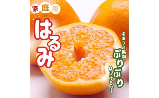 【先行予約】＜2月より発送＞ 家庭用はるみ7.5kg+250g（傷み補償分）デコポンの姉妹品種 新食感春みかん 光センサー選別 訳あり わけあり 【ikd229】 2143389 - 和歌山県由良町