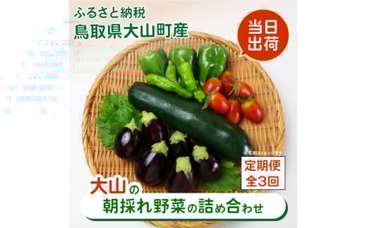 MS-03　新鮮朝採れ野菜　お手頃セット頒布会　（計3回） 866169 - 鳥取県大山町