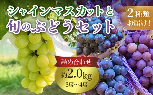 633 旬のぶどう詰め合わせ2.0kg(シャインマスカットと旬のぶどうセット)【奥谷農園】