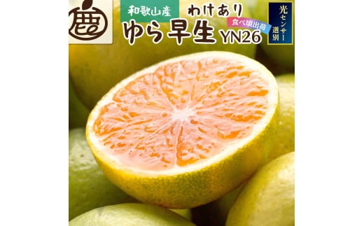 【先行予約】家庭用有田みかんサイズ混合(2S～2L) 5kg+250g 10月より発送(極早生)  YN26 ゆら早生 訳あり わけあり有田みかん みかん 果物 フルーツ 柑橘 みかん くだもの 【ikd002B】 1460718 - 和歌山県由良町